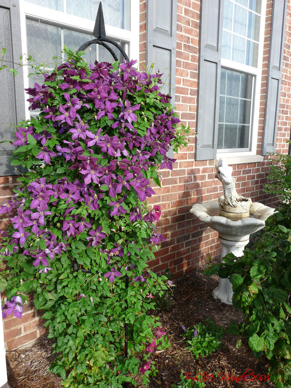 Clematis viticella 'Polish spirit'